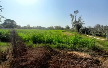 Land For Rent in Jaspur