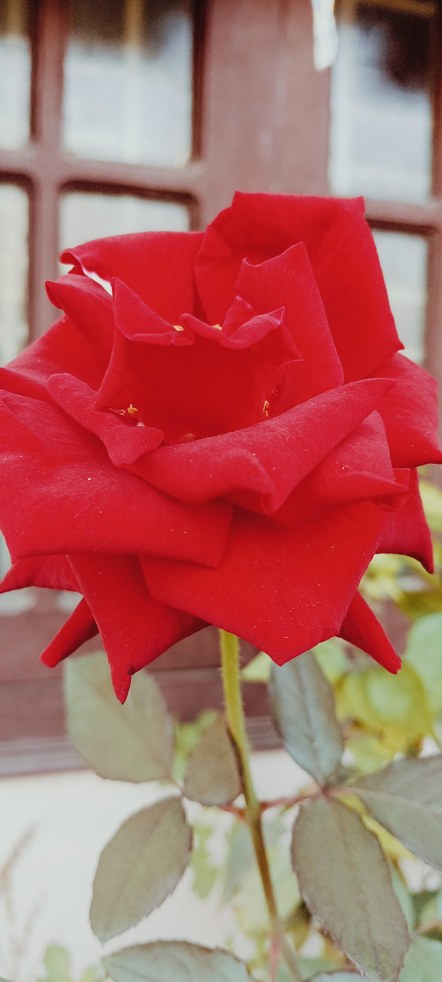 2 BHK + Pooja Room Apartment For Sale in Bachupally 