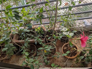 Balcony in 2 BHK Apartment at Teerth Plaza, Mira Road – for Sale