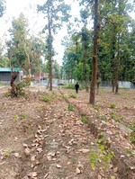 250 Sq.Yd. Plot in Auli Greens