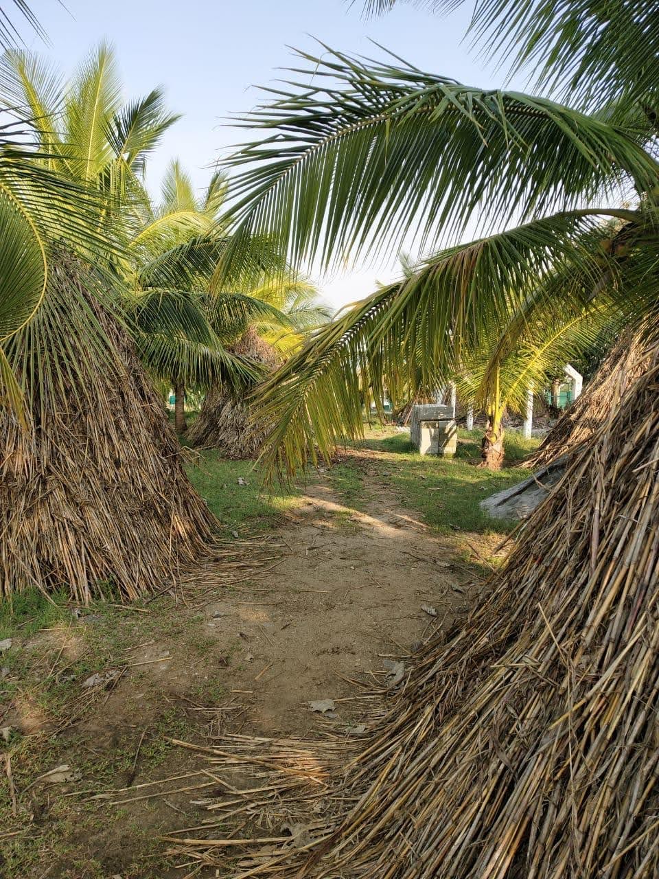 View of Resale 22 Acre Plot in Mysore University Mysore - 8240826