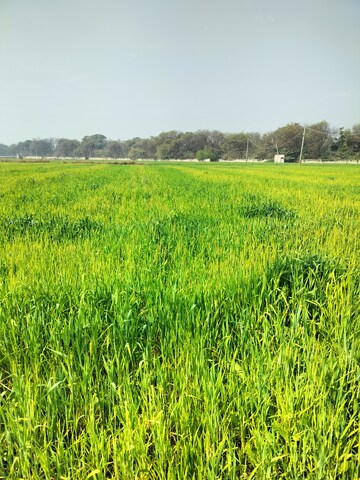 Plot Area in  Industrial Plot at Jharoda Kalan – for Sale