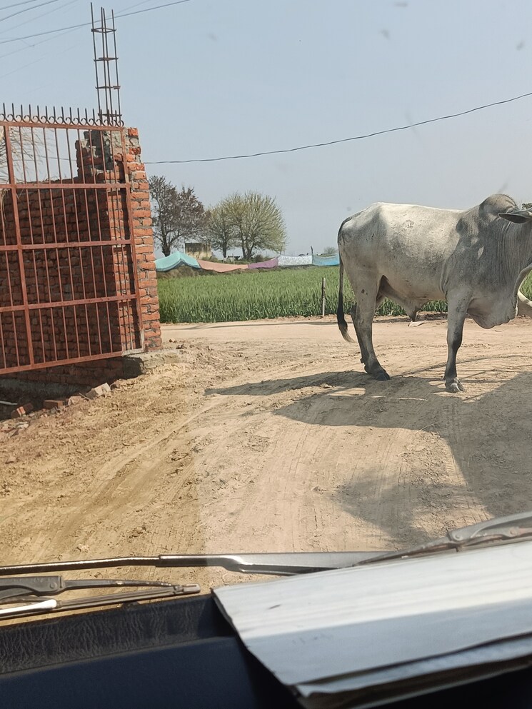 Exterior View, knowledge park 1 greater noida  84 Sq.Yd. Plot In Knowledge Park 1 Greater Noida Greater Noida 8250710