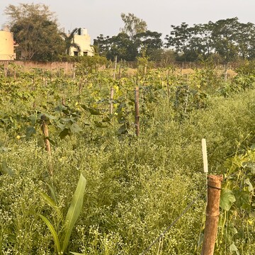 Plot Area in  Plot at Bhatagaon – for Sale