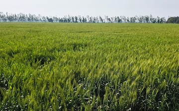 Land For Sale in Nawabganj