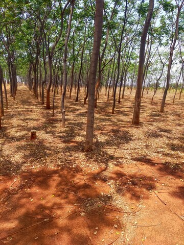 Plot Area in  Plot at Shankarpalli – for Sale