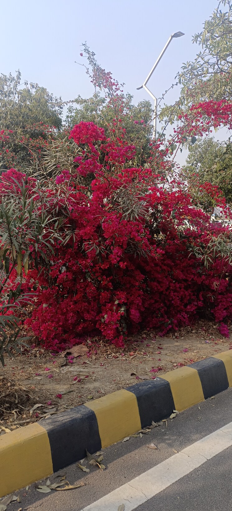 Garden, ansal-sushant-golf-city  240 Sq.Yd. Plot In Sushant Golf City Lucknow 8256893