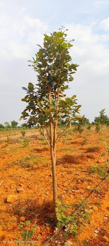  Plot – Garden View at Old Guntur - for Sale