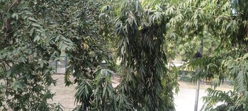 6 BHK Independent House – Garden View at RWA Apartments Sector 47, Sector 47 - for Sale