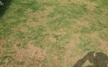Plot For Sale in Mandi