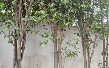 Plot For Sale in Satbari