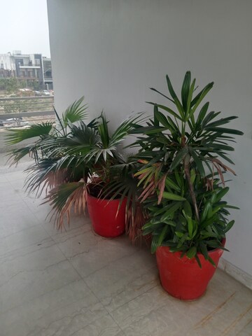 1 BHK Builder Floor – Garden View at Sector 18 - for Rent