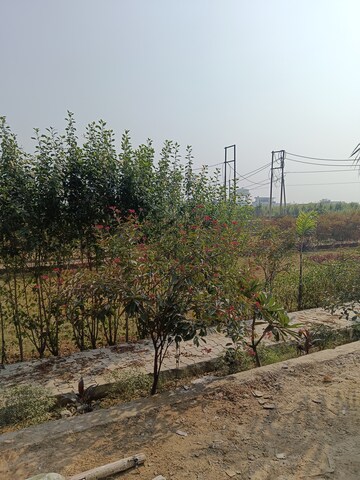 Plot Area in  Plot at Amehra Adipur – for Sale