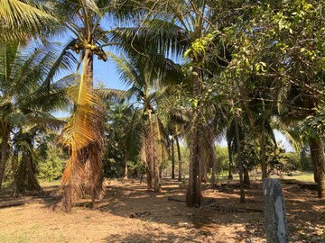  Plot – Exterior View View at Alibag - for Sale