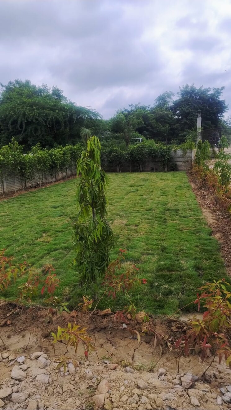 Garden, dadri  100 Sq.Yd. Plot In Dadri Greater Noida 8307189