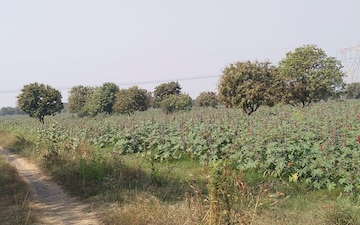 Plot For Sale in Sanathal