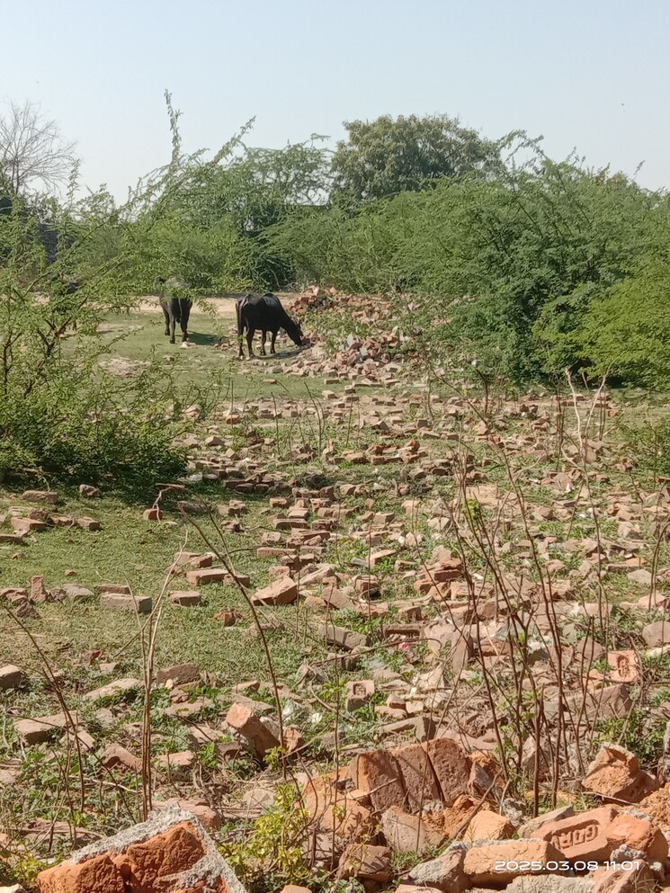 undefined, rohini sector 26  100 Sq.Yd. Plot In Rohini Sector 26 Delhi 8315542