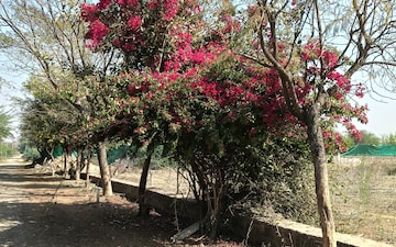 Plot For Sale in Bandhwari