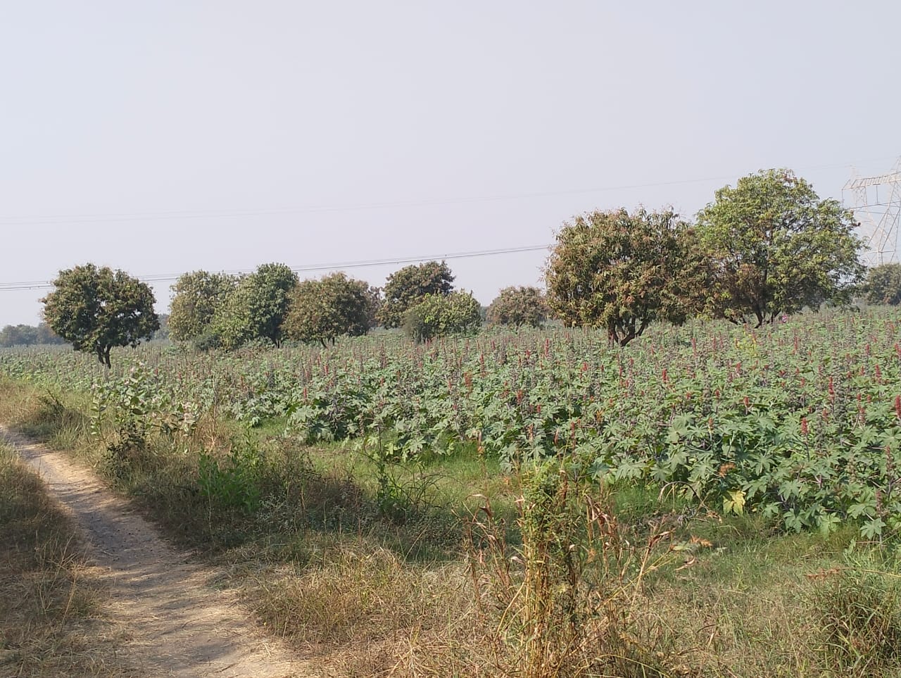 Land For Sale in Near Grand Bhagvati R1 Z