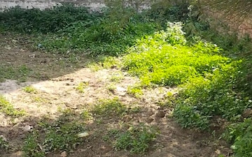Plot For Sale in Rishi Colony