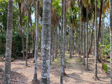  Plot – Garden View at Alibag - for Sale