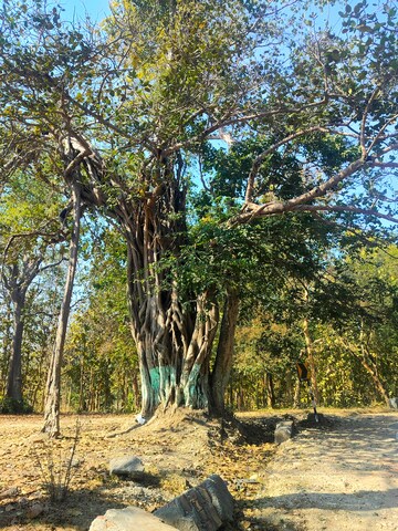  Plot For Sale in NainitaL-Mukteshwar Highway
