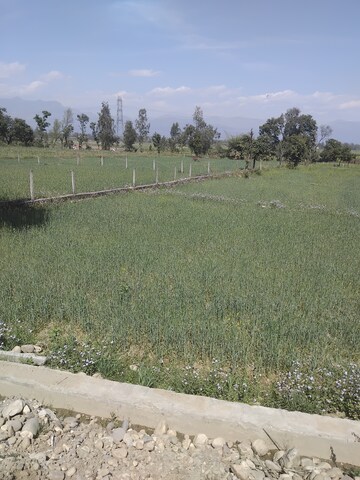 Plot Area in  Plot at Badripur – for Sale