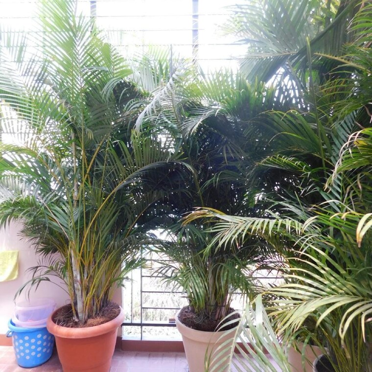 Garden, jayanagar 4 Bedroom 2100 Sq.Ft. Apartment In Jayanagar Bangalore 8347486