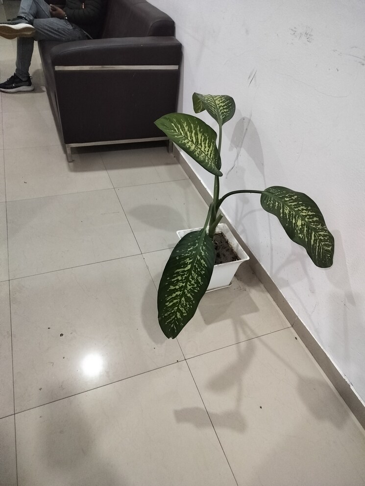 undefined, knowledge park 3 greater noida 1 Bedroom 575 Sq.Ft. Builder Floor In Knowledge Park 3 Greater Noida Greater Noida 8359274