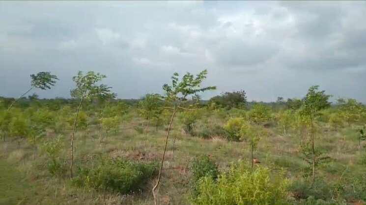 undefined, sangareddy Commercial Land 605 Sq.Yd. In Sangareddy Hyderabad 8360596