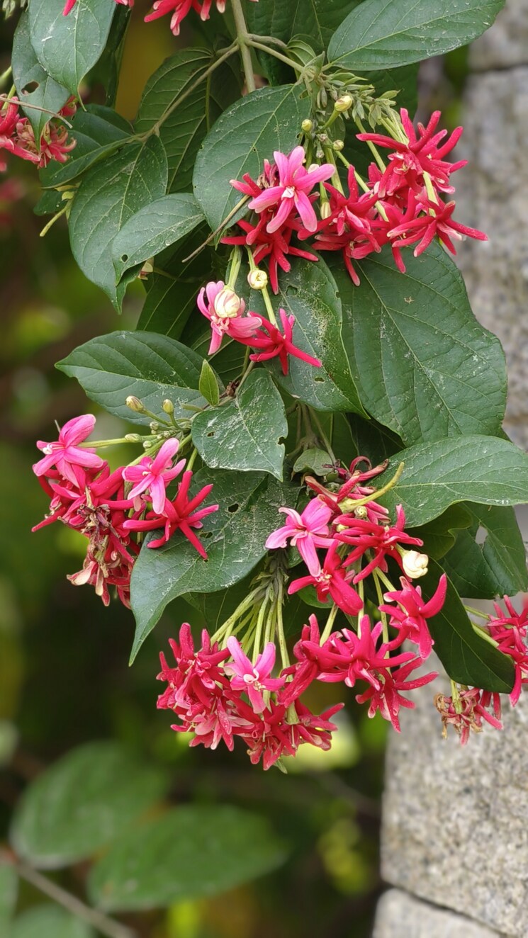 Garden, legend-chimes  500 Sq.Yd. Plot In Kokapet Hyderabad 8360594