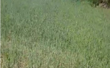 Plot For Sale in Koshta