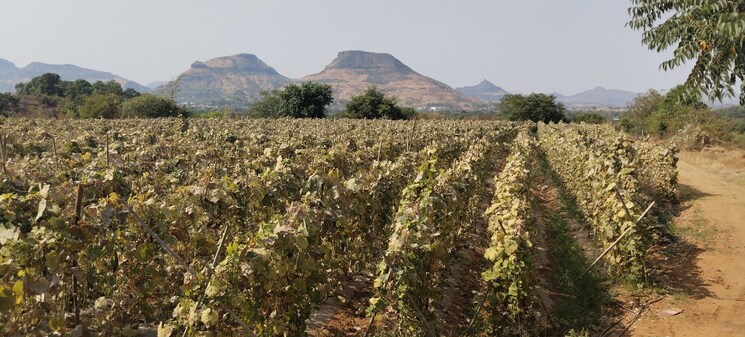 Garden, igatpuri  47 Acre Plot In Igatpuri Nashik 8376824