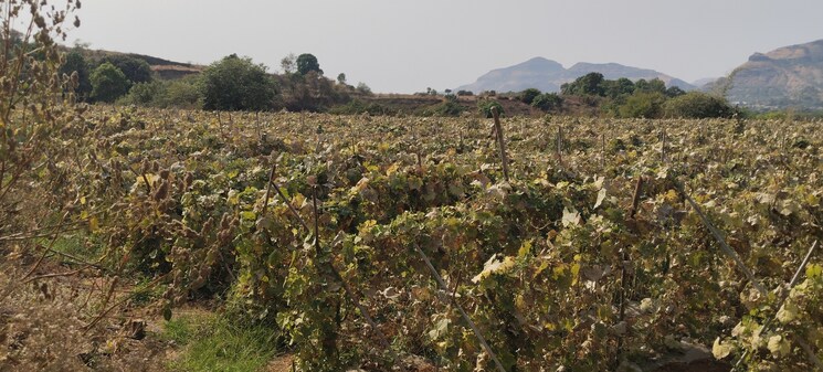Exterior View, igatpuri  47 Acre Plot In Igatpuri Nashik 8376824