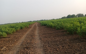 Land For Sale in Koba Road