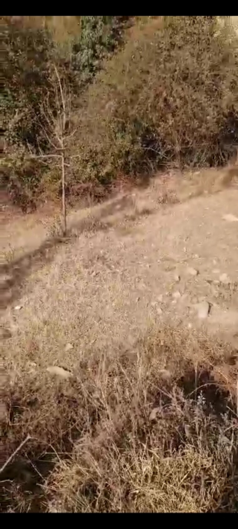 Exterior View, mukteshwar Commercial Land 4300 Sq.Ft. In Mukteshwar Nainital 8387389