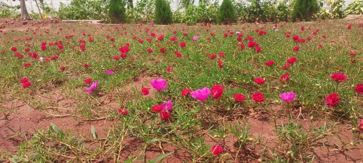 Garden, tadepalli  200 Sq.Yd. Plot In Tadepalli Vijayawada 8391628