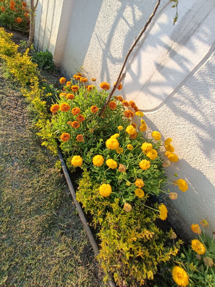 Garden, ringnodiya Commercial Land 2590 Sq.Ft. In Ringnodiya Indore 8397142