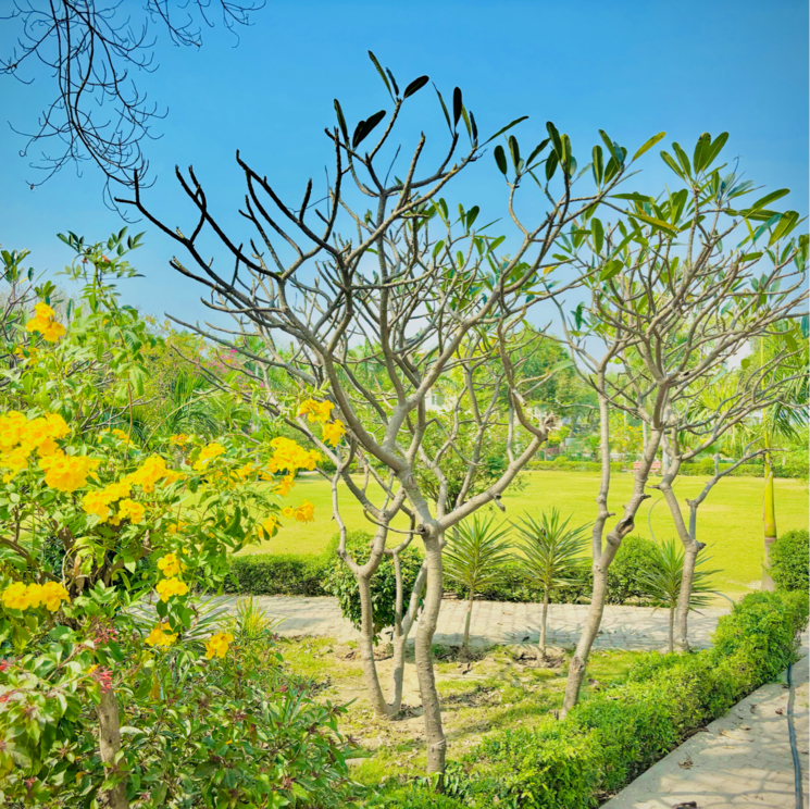 Garden, zestha-bhagirath-vihar-residency  250 Sq.Yd. Plot In Murshadpur Greater Noida 8397518