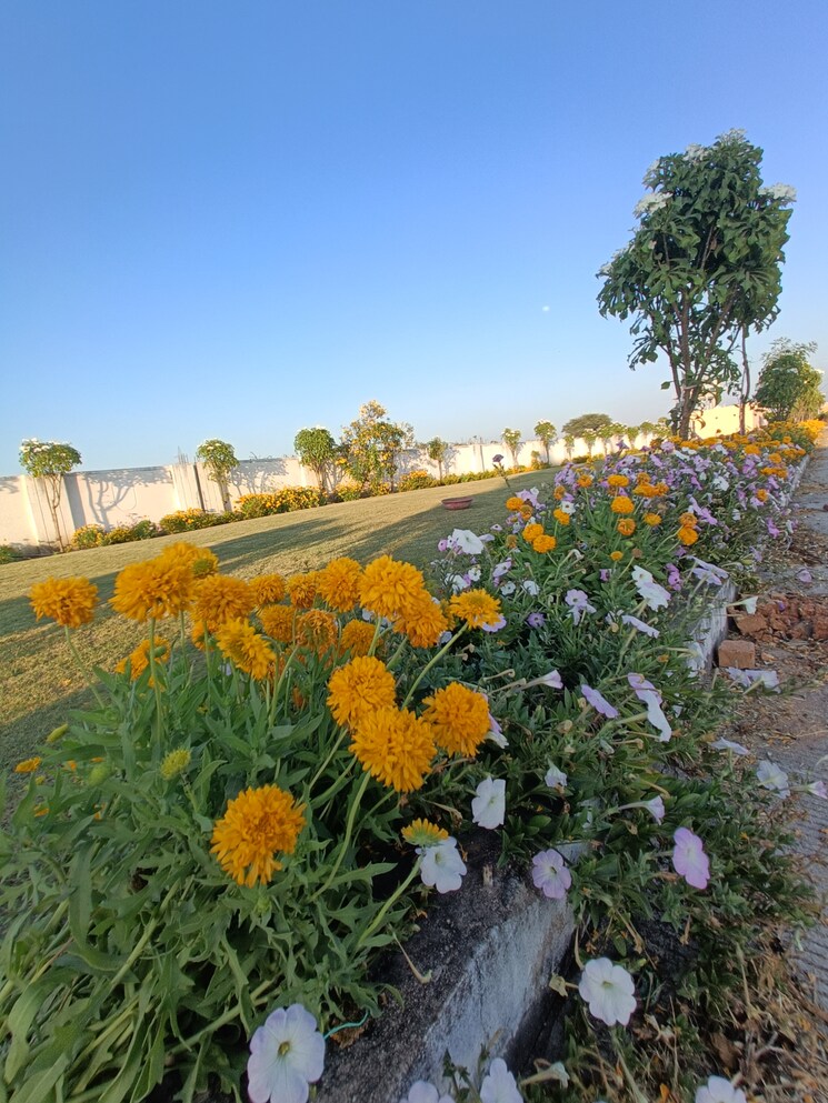 Garden, ringnodiya Commercial Land 2590 Sq.Ft. In Ringnodiya Indore 8404698