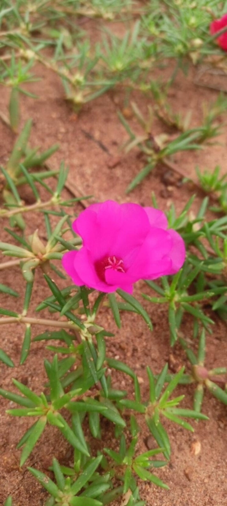 Exterior View, sri-bhumi-eeshaanya  166 Sq.Yd. Plot In Kankipadu Vijayawada 8404678