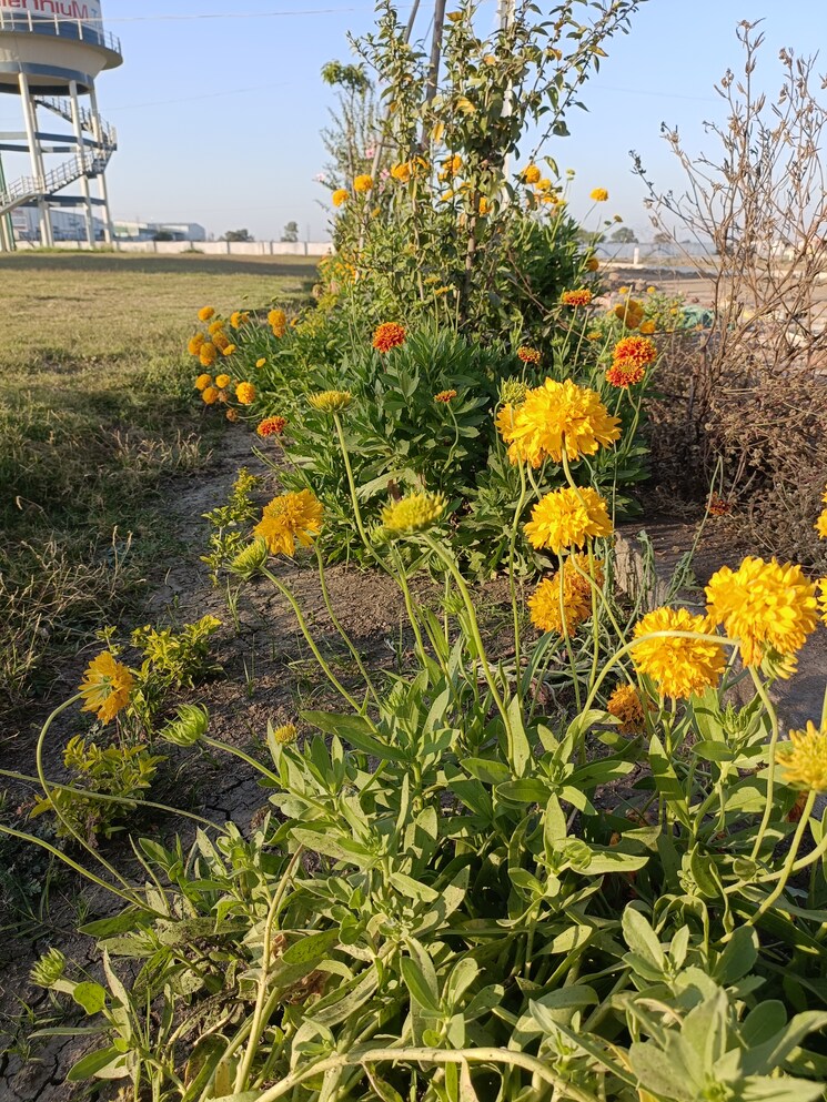 Garden, panchderiya  1200 Sq.Ft. Plot In Panchderiya Indore 8406047