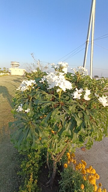  Plot – Garden View at Bajrangpura - for Sale