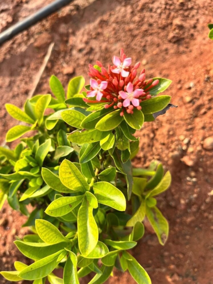 Map Location, sri-bhumi-eeshaanya  166 Sq.Yd. Plot In Kankipadu Vijayawada 8414708