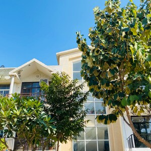 3 BHK Builder Floor For Sale in Omaxe Silver Birch, Mullanpur