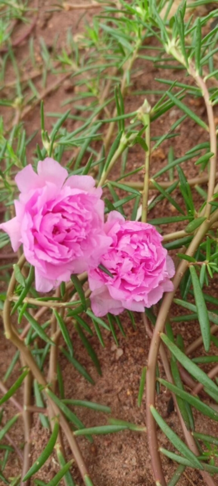 Map Location, sri-bhumi-eeshaanya  600 Sq.Yd. Plot In Kankipadu Vijayawada 8422500