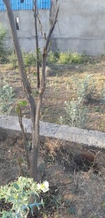 153 Sq.Yd. Plot in Jagatpura