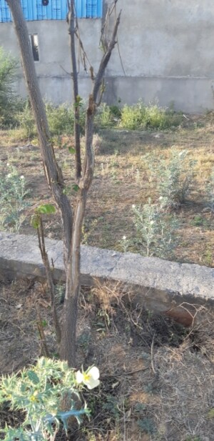  Plot For Sale in Jagatpura