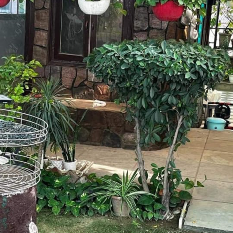 Balcony, malviya nagar 1 RK 600 Sq.Ft. Builder Floor In Malviya Nagar Delhi 8425984