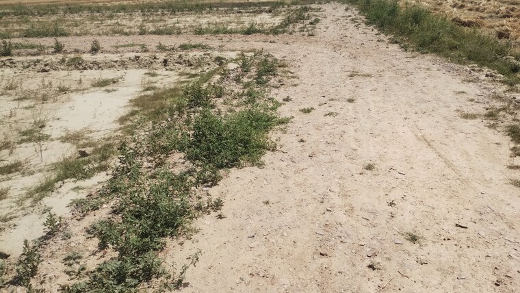 Exterior View, bamnikhera  410 Sq.Yd. Plot In Bamnikhera Palwal 8435541